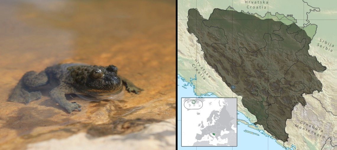 Žuti mukač: Bombina variegata